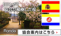 【ロンダ】  協会が植樹した桜